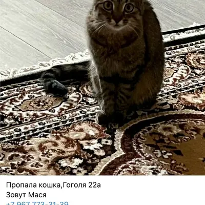 Пропала кошка Мася, Гоголя 22а