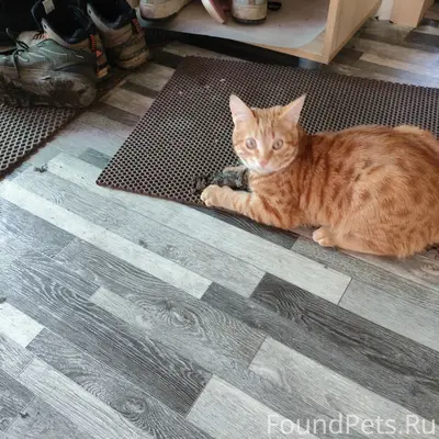 Пропал кот Бакс