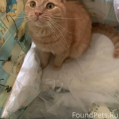Пропал кот Кеша, Пятый посёлок