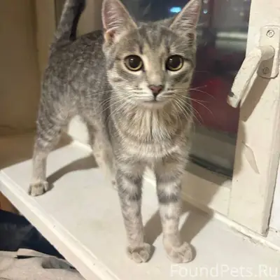Пропала кошка,
