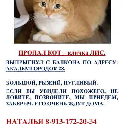 Пропал рыжий кот Лис, Академгородок