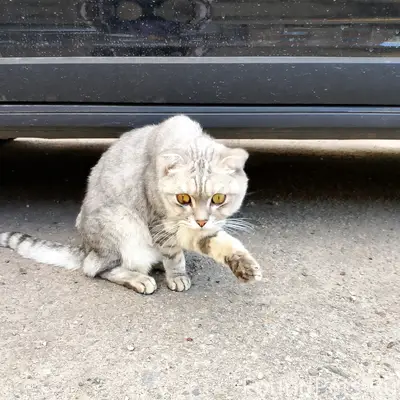 Найден породистый кот, ул. Обоянская