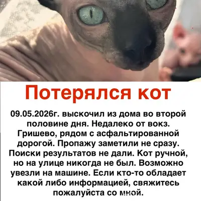 Пропал кот, Трактовая улица