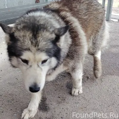 Пропал крупный пес, Панковка