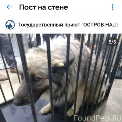 Пропала собака, остров смерти