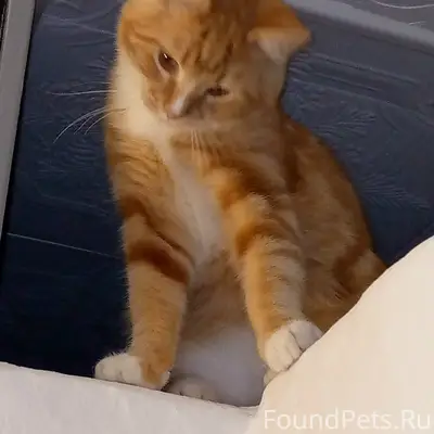 Пропал котик