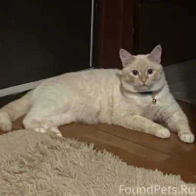 Пропал котик в районе Граевка