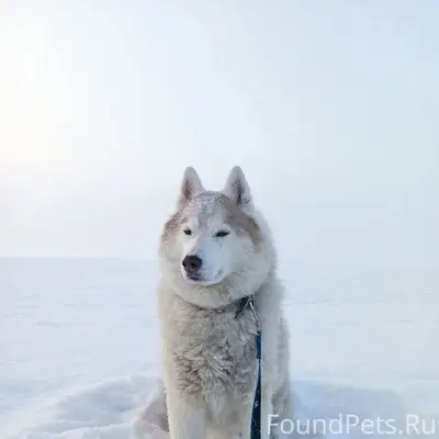 Пропал Джой, собака