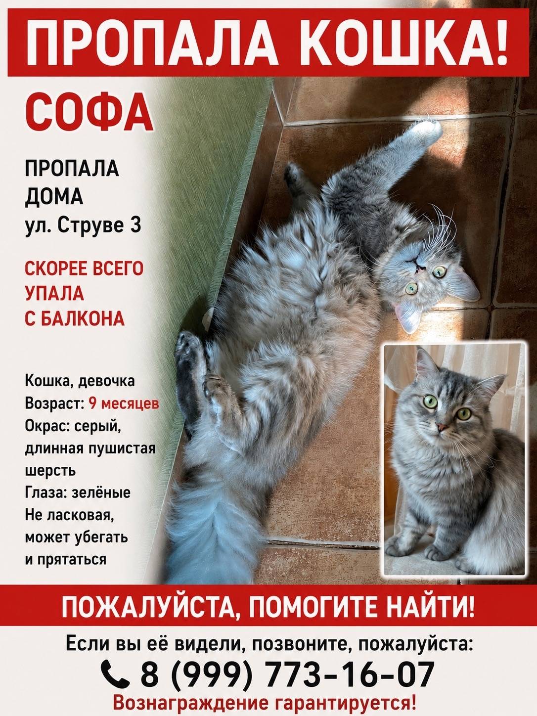 Пропала кошка, мкр. Железнодорожный