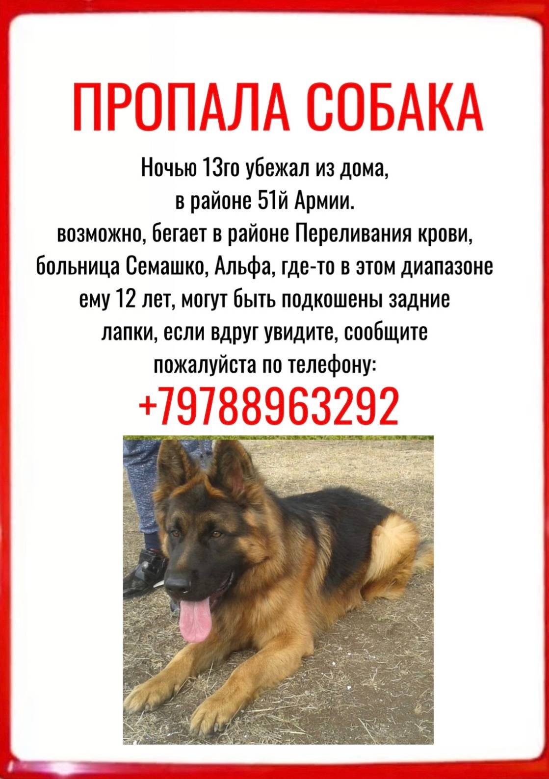 Пропал овчар, район 51й Армии