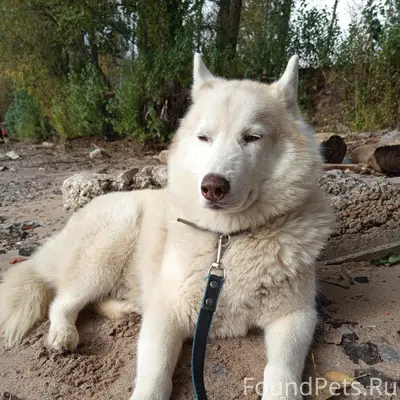 Пропал Сибирский хаски Джой