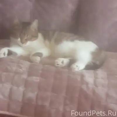 Пропала кошка Мася, Дмитриевы Горы