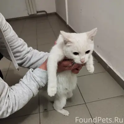 Найдена кошка, 15 мкр.