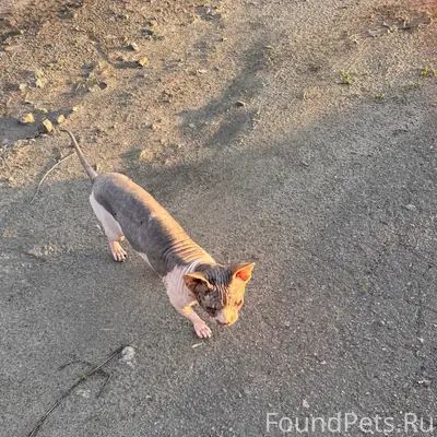 Найден сфинкс, взрослый кот