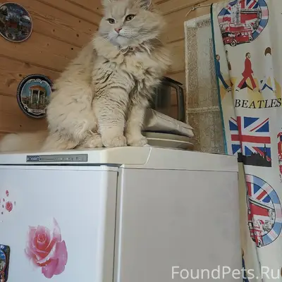 Пропал кот, 