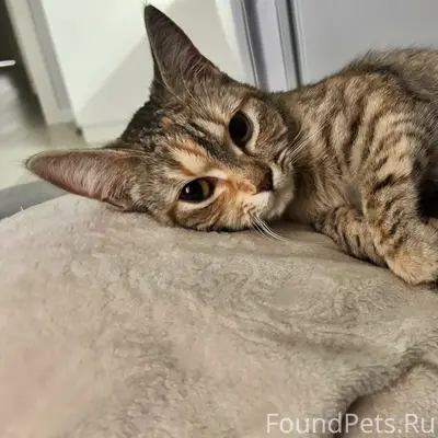 Найдена ласковая кошка, без дома