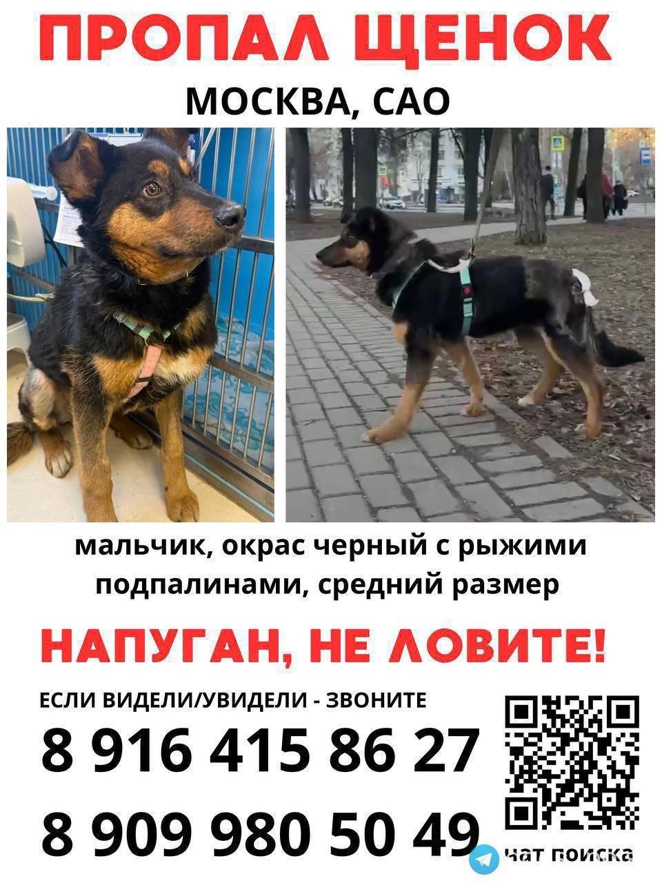 Пропал щенок, Бескудниковский