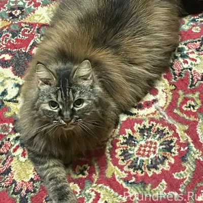 Пропала кошка Ася, улица Ленина