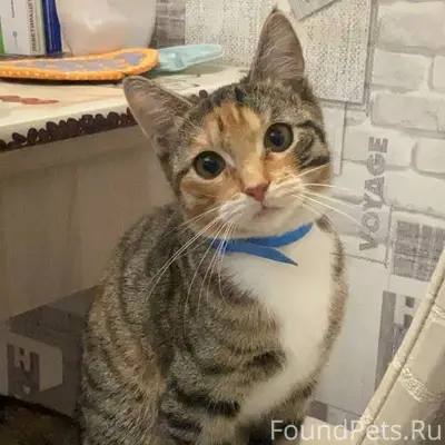 Пропала кошка Мася, улица Домостроителей