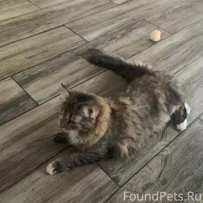 Пропала кошка, Нижнее Велино