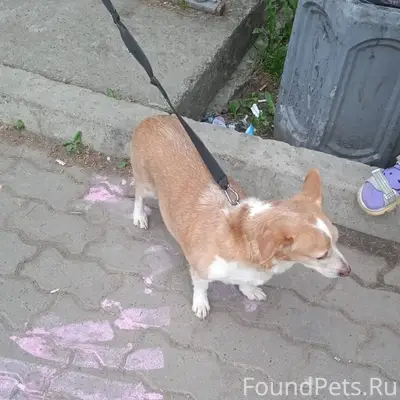 Найден корги, у пятерочки на Мушникова 11