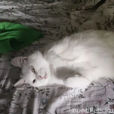 Пропал белый кот, г. Оренбург, Центральный район