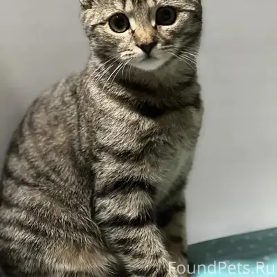Пропала кошка, Свобода 18