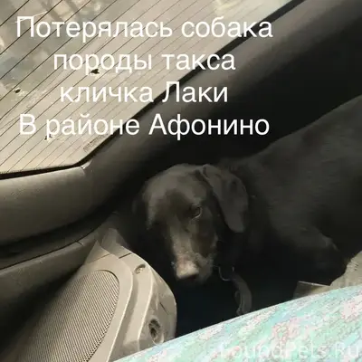 Пропала такса, пропал пёс, потерялась собака