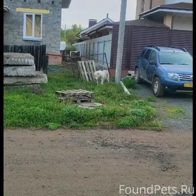 Пропал алабай, видели по округе