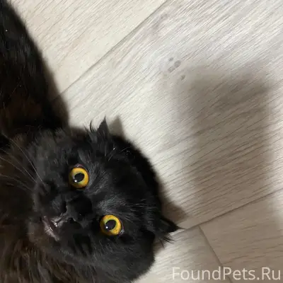 Пропала вислоухая кошка Сима, район Наутилуса