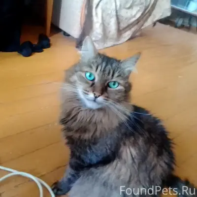Пропал домашний кот, район ул. Пушкина