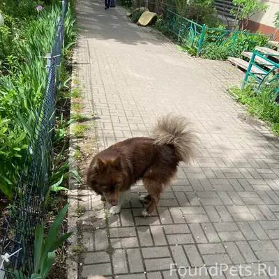 Пропал пёс, Северный район и район ГЧ