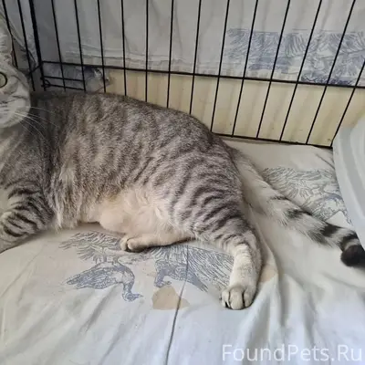 Найден кот, Самара