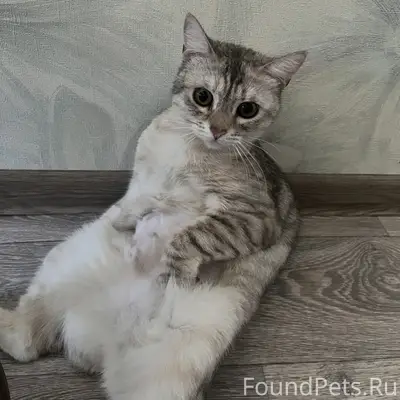 Пропала кошка