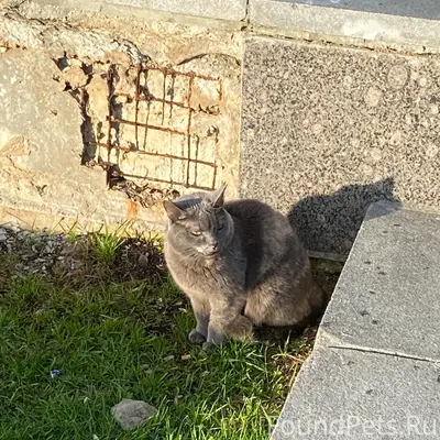 Найден котик, пандус у дк узтм