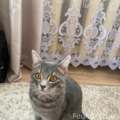 Пропал кот, около магазина Чижик
