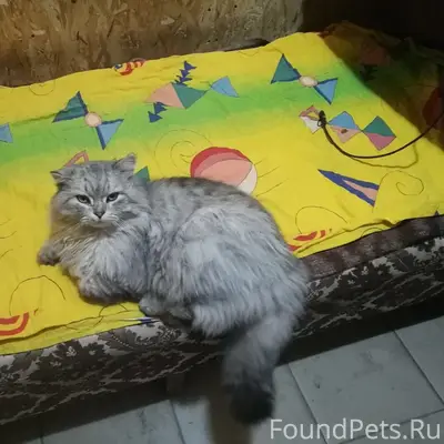 Пропал кот Пушок, Феодосия