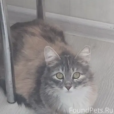 Найдена кошка, улица Кронштацкая 4