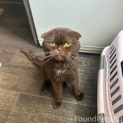 Найден шотландский вислоухий кот, район Чкалова