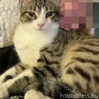 Пропал дворовый кот Сеня, Дубинки