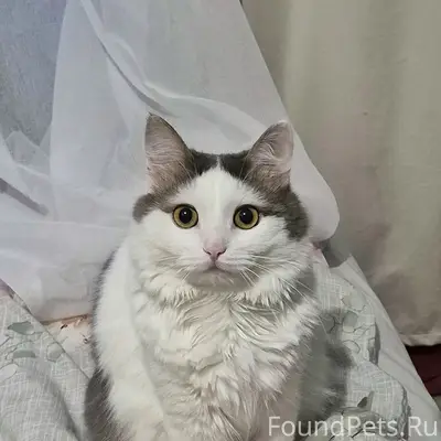Пропал кот, ул. Калинина