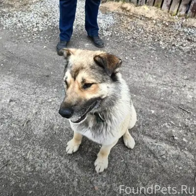 Найден пёс, Кольский район