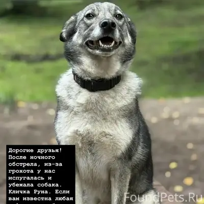 Пропала собака Руна, Горроща