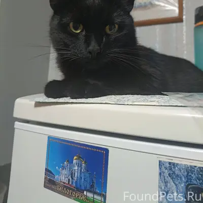 Пропал чёрный кот, Южный