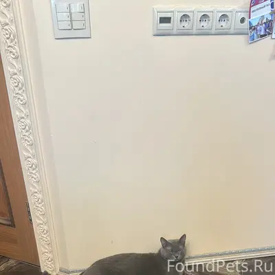 Пропал серый кот, чепирован
