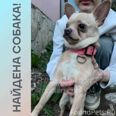 Найден чихуахуа, Саратов, пересечение улиц Гоголя и М. Горького