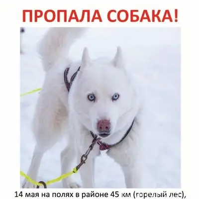Пропала собака, неизвестное местоположение