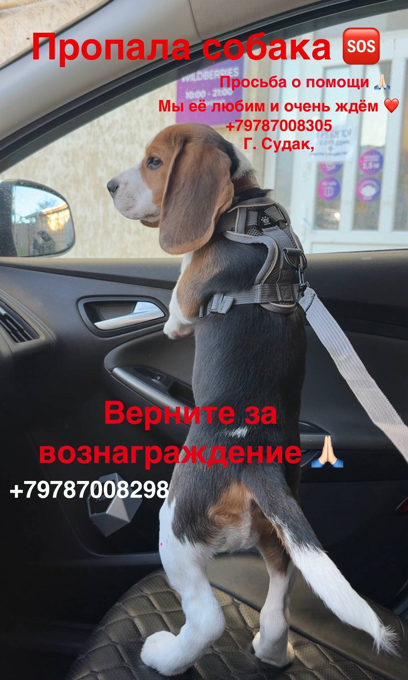 Пропала собака породы Бигль, улица Октябрьская