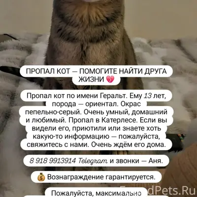 Пропал ориентал Геральт, Катерлес