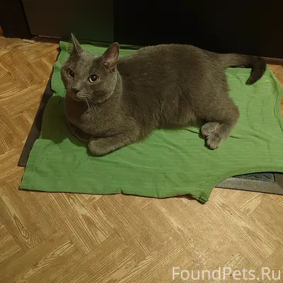 Найден кот, ул. Горьковская